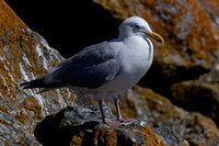 Glaucus-winged Gull