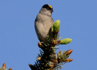 Goldenm-crowned Sparrow