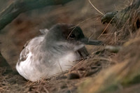 wedge-tailed Shearwater