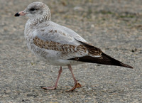 Ring-billed Gull (Imm)
