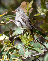 Greater Pewee