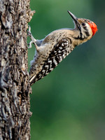 Ladderm-backed Woodpecker