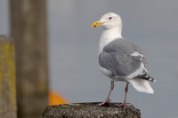 WesternxGlaucous-winged Gull