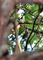 Long-tailed Gnatwren