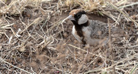 Fischer's Sparrow-lark