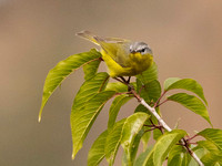 Gray-hooded Warbler