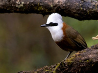 White-crested Laughingthrush