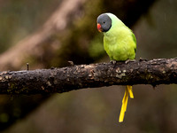 Slatey-headed Parakeet