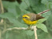 Yellow-bellied Fairy-Fantail