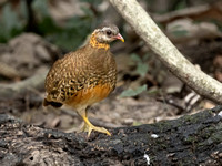 Scaley-breasted Partridge