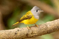 Gray-headed Canary Thrush