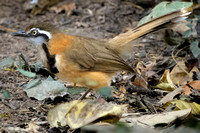 Lesser Necklaced Laughingthrush