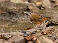 Puff-throated Babler