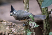 Black-crersted Titmouse