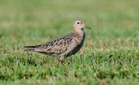 Buff-breaseted Sandpiper