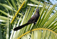 Smoothe-billed Ani