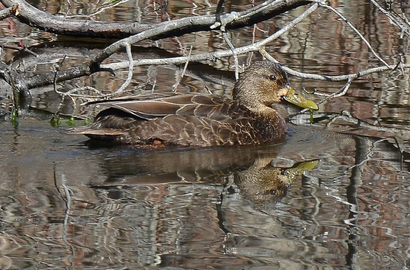 Zenfolio | Bo Hopkins | December 8 - American Black Duck (Greenwich, CT)